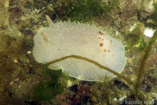 Nanaimo Horned Dorid