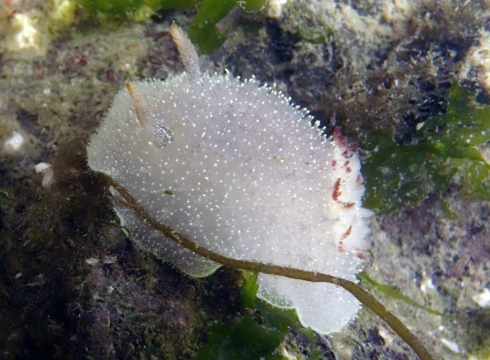 Nanaimo Horned Dorid