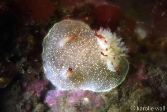 Nanaimo Horned Dorid, Acanthodoris nanaimoensis