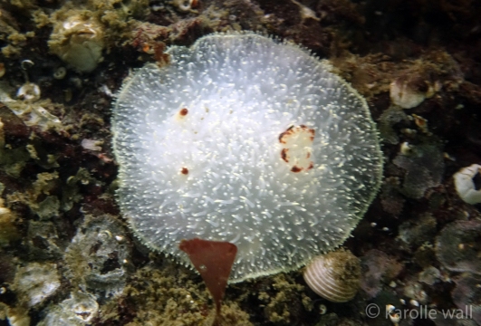 Darker version: Acanthodoris nanaimoensis