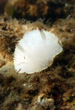 Nanaimo Horned Dorid