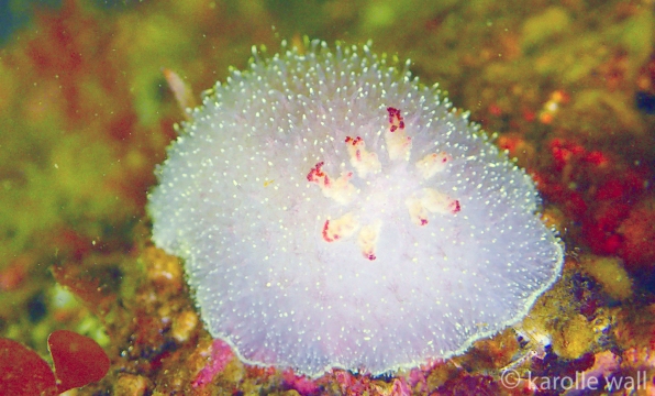 Acanthodoris nanaimoensis