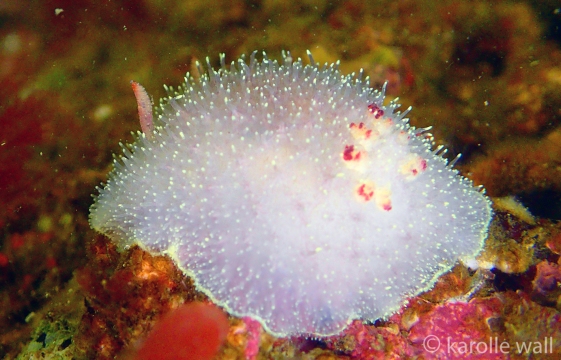 Acanthodoris nanaimoensisd