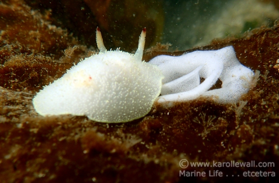 Nanaimo Horned Dorid With Eggs