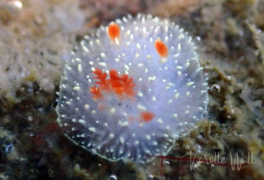 Juvenile Nanaimo Horned Dorid
