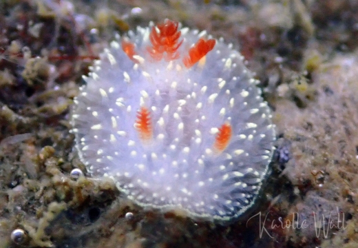 Juvenile Nanaimo Horned Dorid