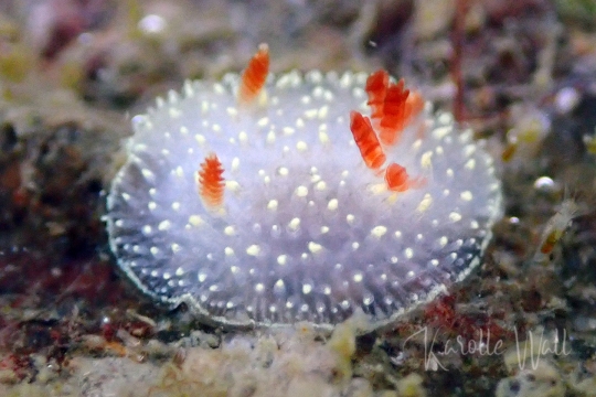 Juvenile Nanaimo Horned Dorid