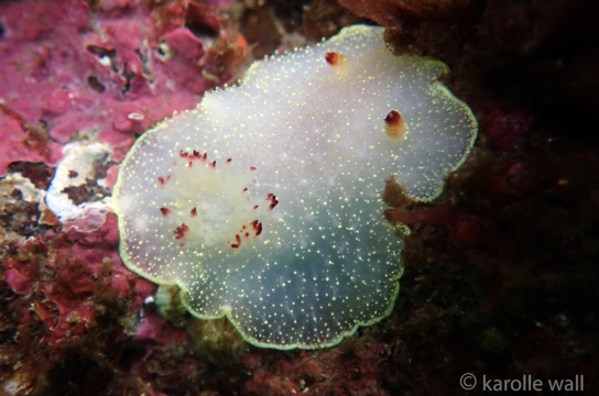 Nanaimo Horned Dorid, Acanthodoris nanaimoensis
