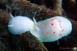 Nanaimo Horned Dorid, Acanthodoris nanaimoensis Nanaimo Horned Dorid, Acanthodoris nanaimoensis