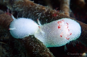 Nanaimo Horned Dorid, Acanthodoris nanaimoensis