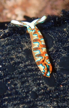 Neon Slug