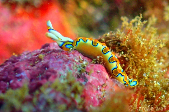Neon Slug, Thuridilla Neona