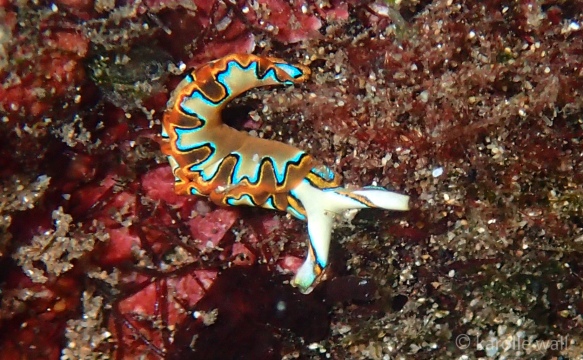 Neon Slug, Thuridilla Neona