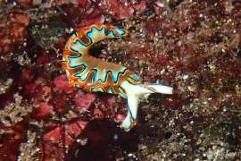 Neon Slug, Thuridilla Neona Neon Slug, Thuridilla Neona