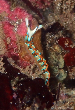 Neon Slug, Thuridilla Neona