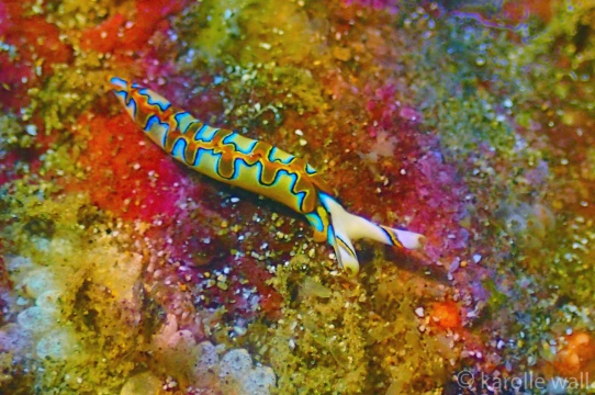 Neon Slug, Thuridilla Neona