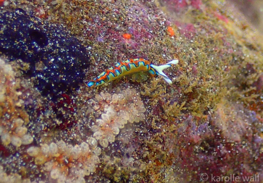 Neon Slug, Thuridilla Neona