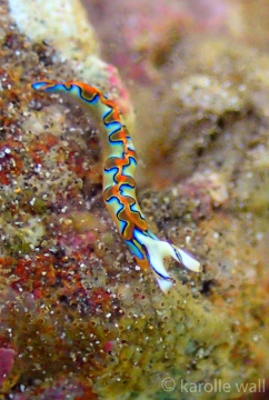 Neon Slug, Thuridilla Neona