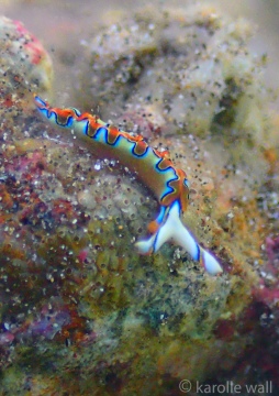 Neon Slug, Thuridilla Neona