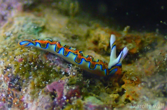 Neon Slug, Thuridilla Neona