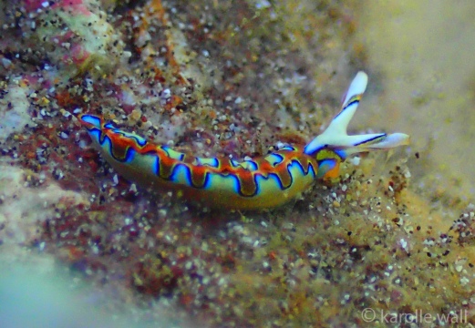 Neon Slug, Thuridilla Neona