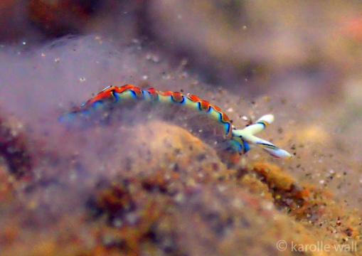 Neon Slug, Thuridilla Neona