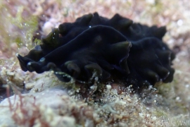 Night Flatworm, Tytthosoceros nocturnus Night Flatworm, Tytthosoceros nocturnus