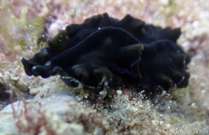 Night Flatworm, Tytthosoceros nocturnus