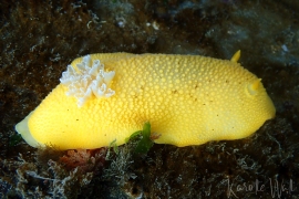 Peltodoris nobilis Peltodoris nobilis