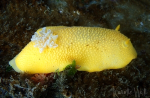 Peltodoris nobilis