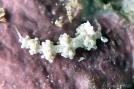 Noumeaella rehderi Noumeaella rehderi