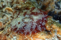 B010730-Pleurobranchus-varians-white-spotted-pleurobranch-wm