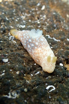 Gymnodoris Okinawae