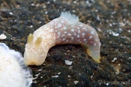 Gymnodoris Okinawae Gymnodoris Okinawae