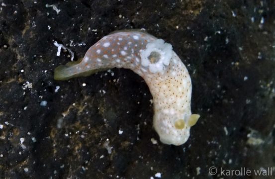 Gymnodoris Okinawae Young