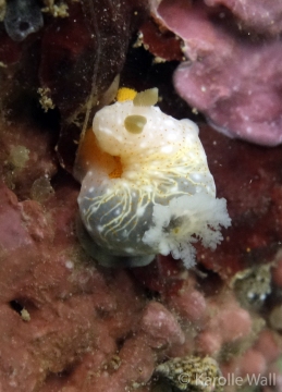 Gymnodoris Okinawae Laying Eggs