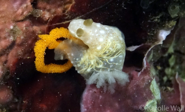 Gymnodoris Okinawae Laying Eggs