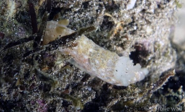Gymnodoris Okinawae