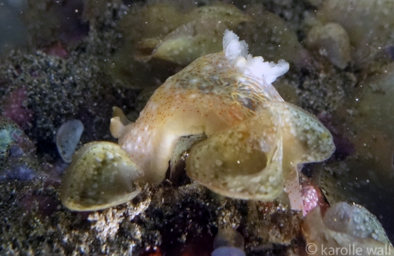 Gymnodoris Okinawae