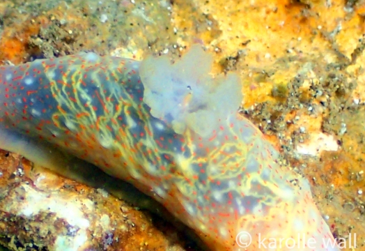 Gymnodoris Okinawae, Strong Markings