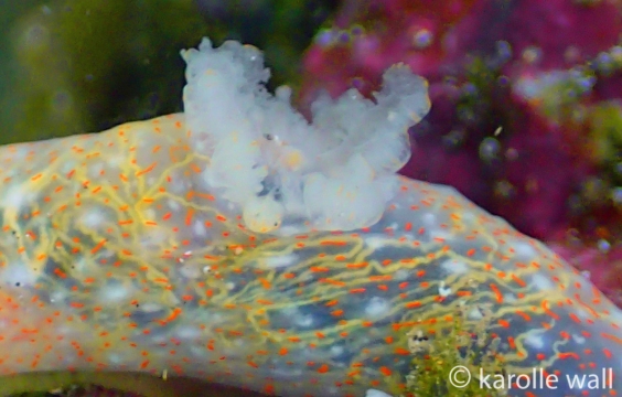 Gymnodoris Okinawae Gills