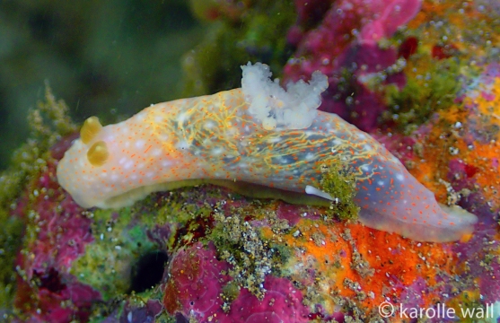 Gymnodoris Okinawae