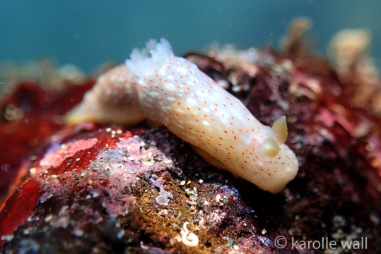 Okinawa Gymnodoris
