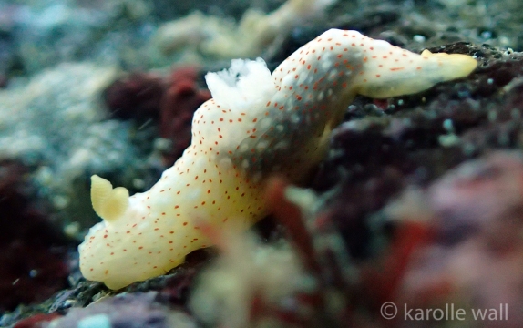 Gymnodoris Okinawae Young