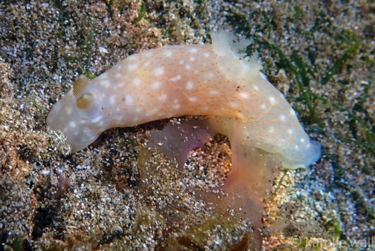 Gymnodoris Okinawae Young