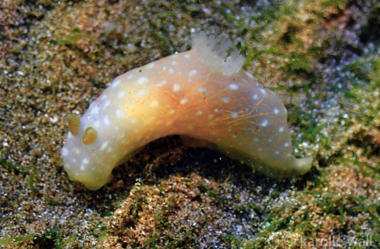 Gymnodoris Okinawae