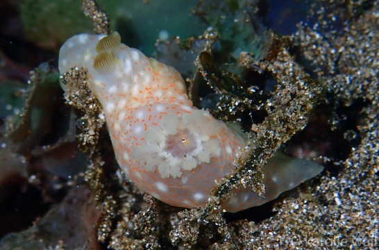 Gymnodoris Okinawae Young