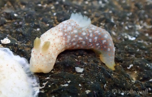 Gymnodoris Okinawae