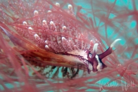 Olive Sapsucker, Hermaea oliviae Olive Sapsucker, Hermaea oliviae