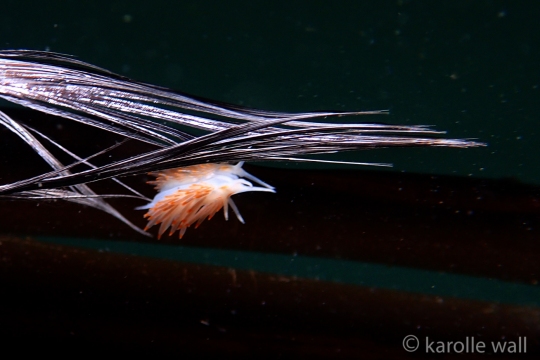 Thick-horned Nudibranch, Hermissenda crassicornis